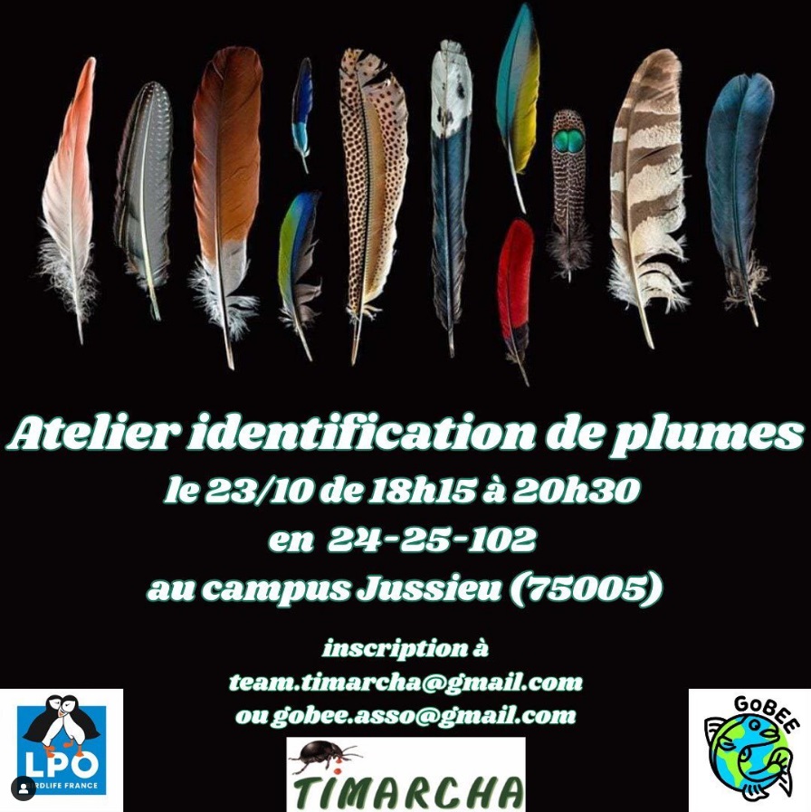 Atelier Identification de plumes